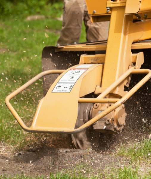 This is a photo of stump grinding being carried out in Uckfield. All works are being undertaken by Uckfield Tree Surgeons