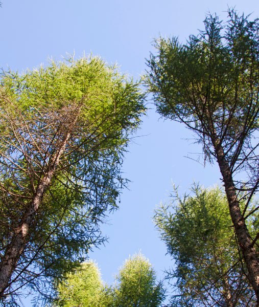 This is a photo of over grown trees needing crown reduction in Uckfield