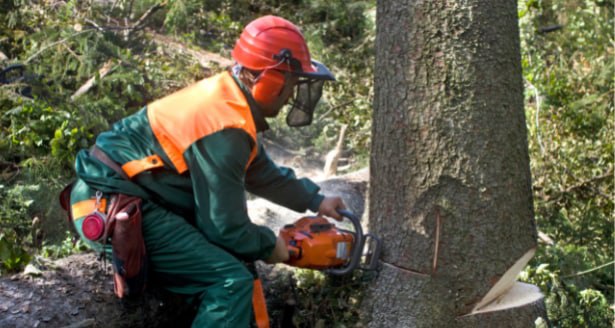 This is a photo of a tree being cut down in Uckfield. All works are being undertaken by Uckfield Tree Surgeons