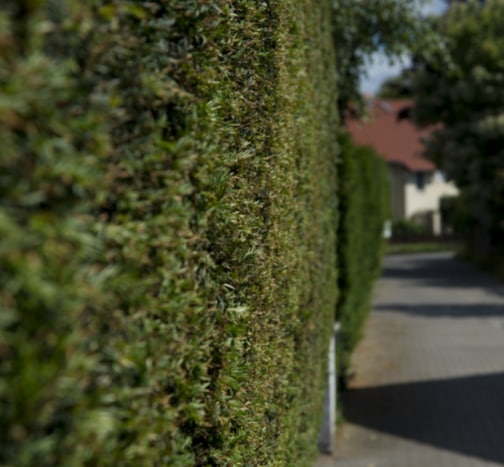 This is a photo of a hedge that has just been cut in Uckfield. All works are being undertaken by Uckfield Tree Surgeons