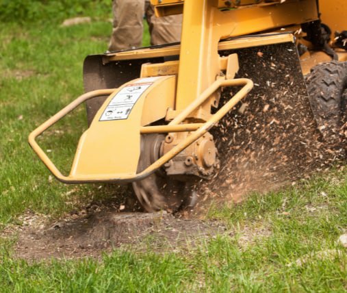 This is a photo of stump grinding being carried out in Uckfield. All works are being undertaken by Uckfield Tree Surgeons