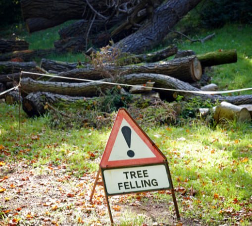 This is a photo of tree felling being carried out in Uckfield. All works are being undertaken by Uckfield Tree Surgeons