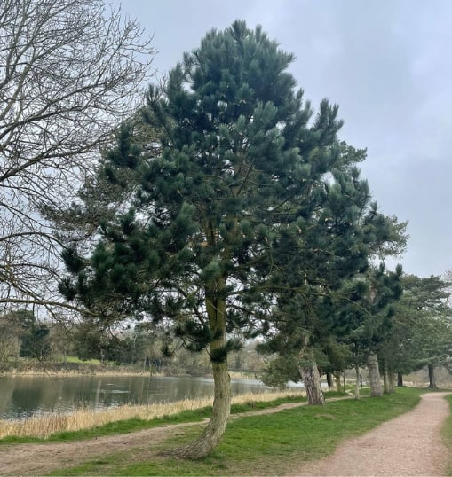 This is a photo of a Tree in Uckfield that has recently had crown reduction carried out. Works were undertaken by Uckfield Tree Surgeons