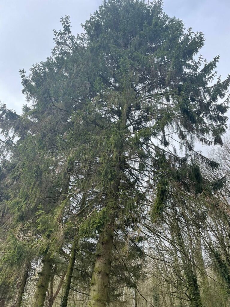 This is a photo of tree felling being crowned in Uckfield. All works are being undertaken by Uckfield Tree Surgeons